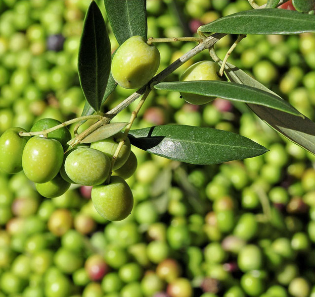 I benefici dell'Olio Extravergine d'Oliva