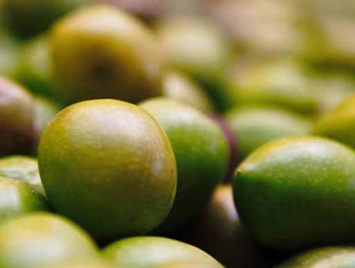 Olio extravergine novello 5l.