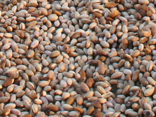 Sizilianische Pistazien mit Schale