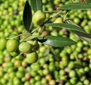 I benefici dell'Olio Extravergine d'Oliva
